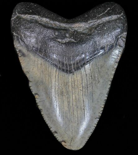 Serrated, Megalodon Tooth - South Carolina #39981